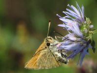 Dickkopffalter, Hesperiidae