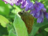 Rostfarbener Dickkopffalter, Ochlodes sylvanus