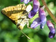 Rostfarbener Dickkopffalter, Ochlodes sylvanus