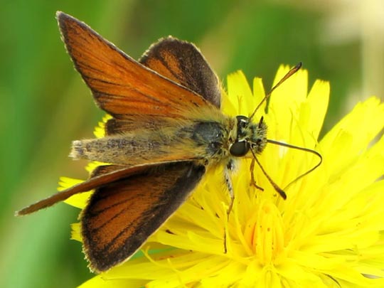 Thymelicus lineola, Schwarzkolbiger Braun-Dickkopffalter