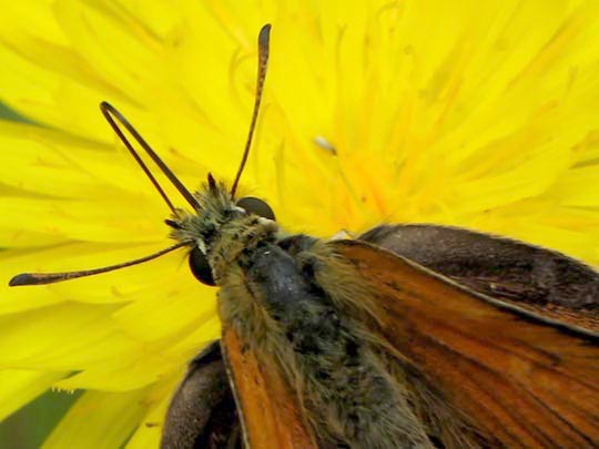 Thymelicus lineola, Schwarzkolbiger Braun-Dickkopffalter