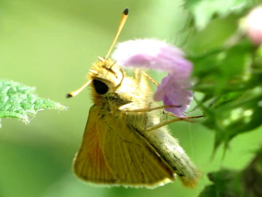 Thymelicus lineola, Schwarzkolbiger Braun-Dickkopffalter