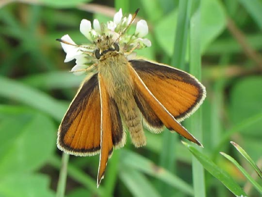 Thymelicus lineola, Schwarzkolbiger Braun-Dickkopffalter