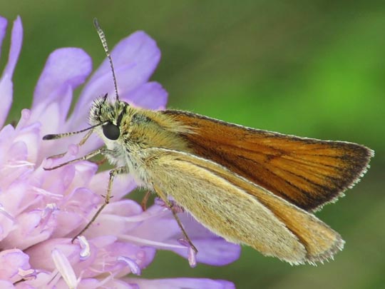 Thymelicus lineola, Schwarzkolbiger Braun-Dickkopffalter