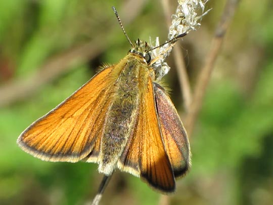 Thymelicus lineola, Schwarzkolbiger Braun-Dickkopffalter