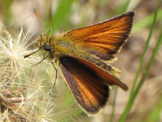 Thymelicus lineola, Schwarzkolbiger Braun-Dickkopffalter