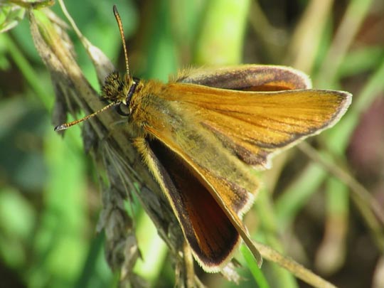 Thymelicus lineola, Schwarzkolbiger Braun-Dickkopffalter