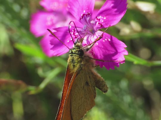 Thymelicus lineola, Schwarzkolbiger Braun-Dickkopffalter