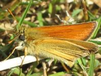 Thymelicus sylvestris, Braunkolbiger Braun-Dickkopffalter