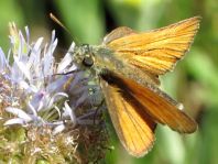 Thymelicus sylvestris, Braunkolbiger Braun-Dickkopffalter