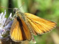 Thymelicus sylvestris, Braunkolbiger Braun-Dickkopffalter