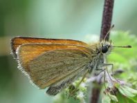 Thymelicus sylvestris, Braunkolbiger Braun-Dickkopffalter