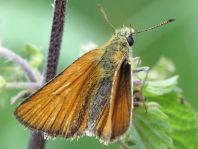 Thymelicus sylvestris, Braunkolbiger Braun-Dickkopffalter