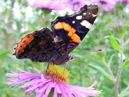 Admiral, Vanessa atalanta