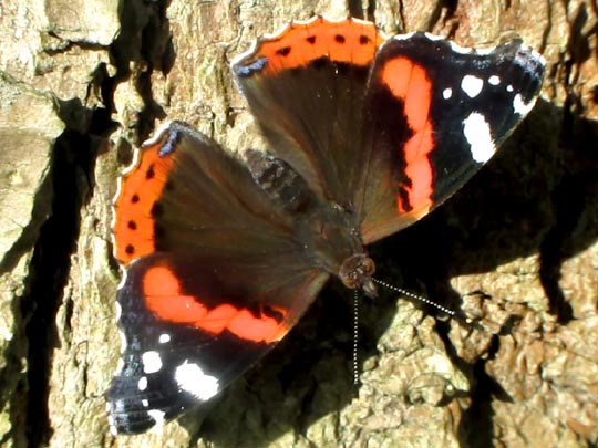 Admiral, Vanessa atalanta