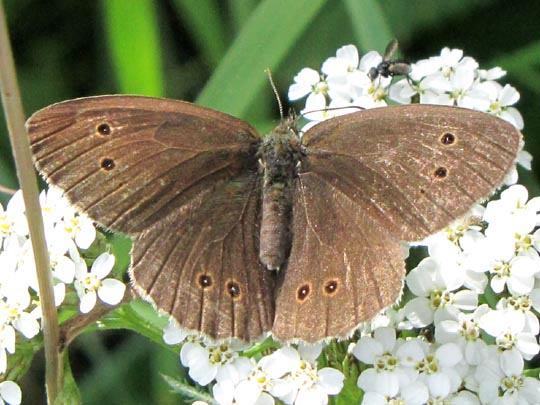Schornsteinfeger, Aphantopus hyperantus