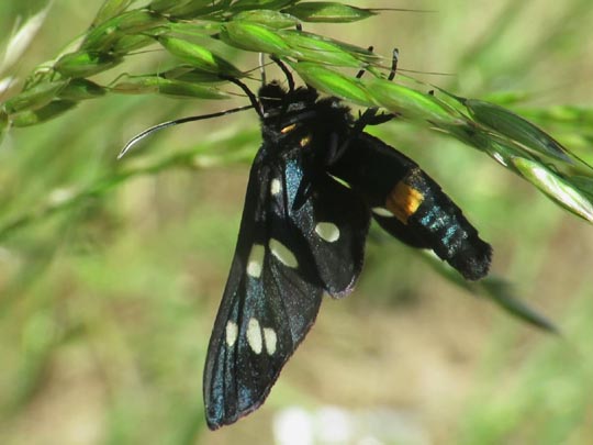 Amata phegea, Weißfleckwidderchen