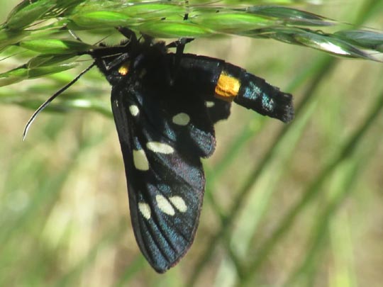 Amata phegea, Weißfleckwidderchen