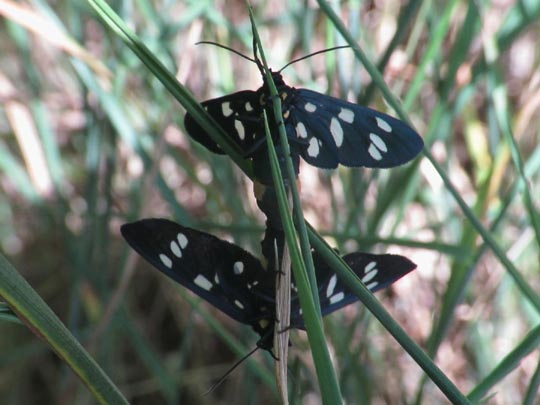 Amata phegea, Weißfleckwidderchen