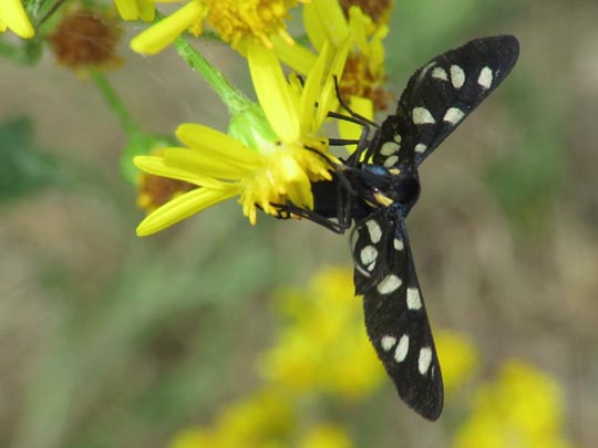 Amata phegea, Weißfleckwidderchen