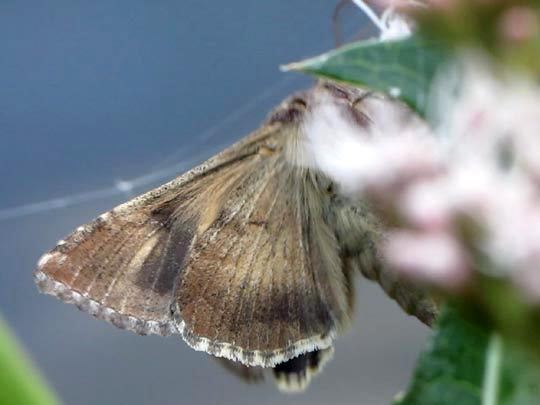 Autographa