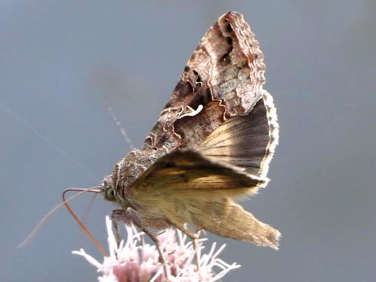 Autographa