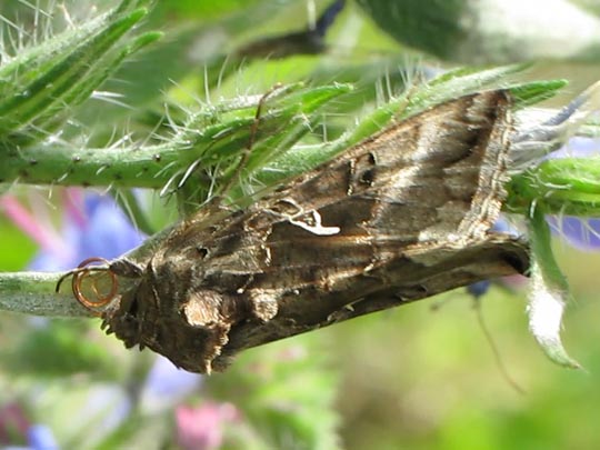 Gammaeule, Autographa gamma