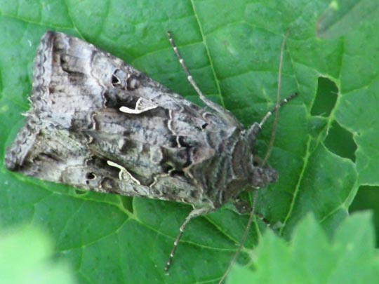 Gammaeule, Autographa gamma