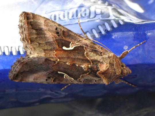 Gammaeule, Autographa gamma