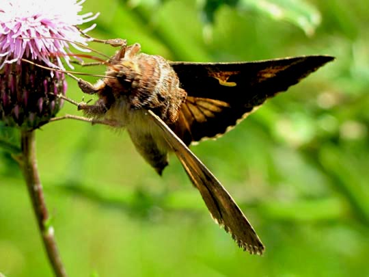 Autographa