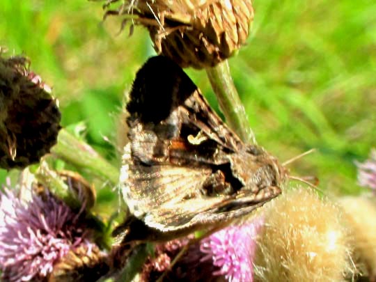 Autographa