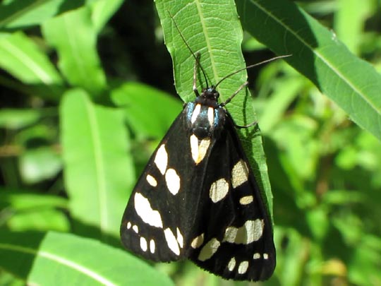 Callimorpha dominula, Schönbär