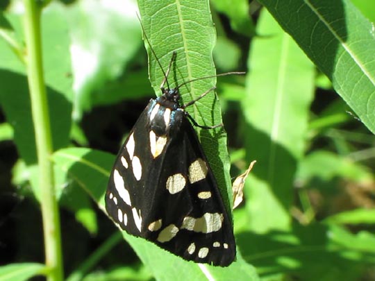 Callimorpha dominula, Schönbär