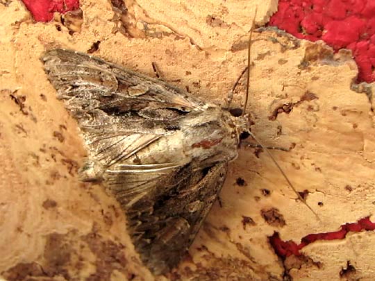 Eulenfalter, Noctuidae