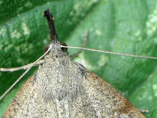 Hypena proboscidalis, Nessel-Schnabeleule