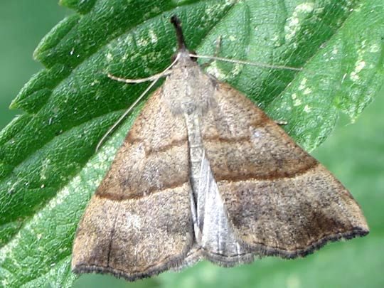 Hypena proboscidalis, Nessel-Schnabeleule