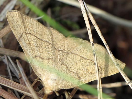 Paracolax tristalis, Trübgelbe Spannereule