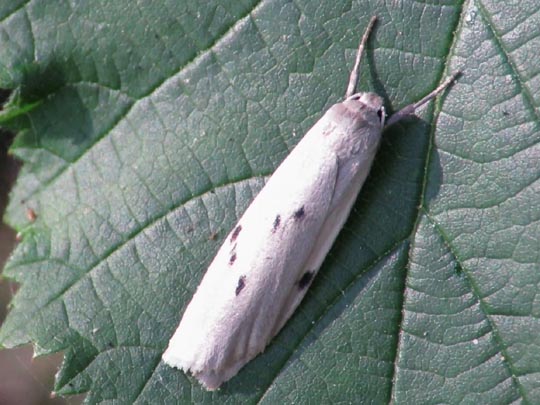 Pelosia muscerda, Erlenmoor-Flechtenbärchen