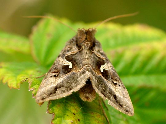 Gammaeule, Autographa gamma