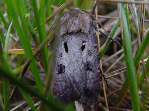 Ausrufungszeichen, Gemeine Graseule, Agrotis exclamationis