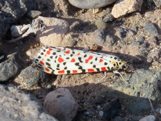 Utetheisa pulchella