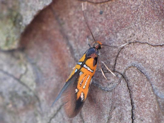 Schiffermuelleria schaefferella