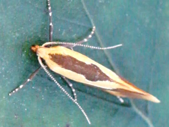 Harpella forficella