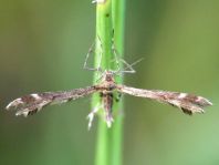 Pterophoridae