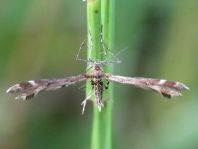 Pterophoridae