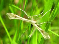 Pterophoridae