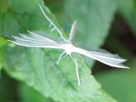 Pterophoridae