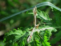 Pterophoridae