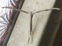 Pterophoridae