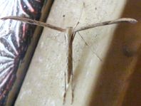 Pterophoridae